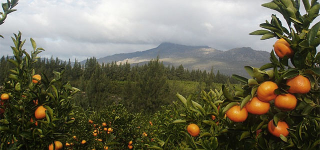 citrusdal 640px orchard