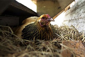 South Africa: Government must act on poultry industry crisis, says trade union body Cosatu