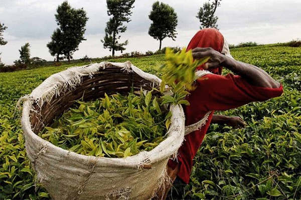 Kenya battling to get tea into the US market