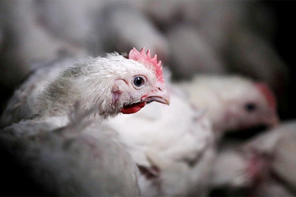 US poultry industry to urge retaliation if South Africa ends quota