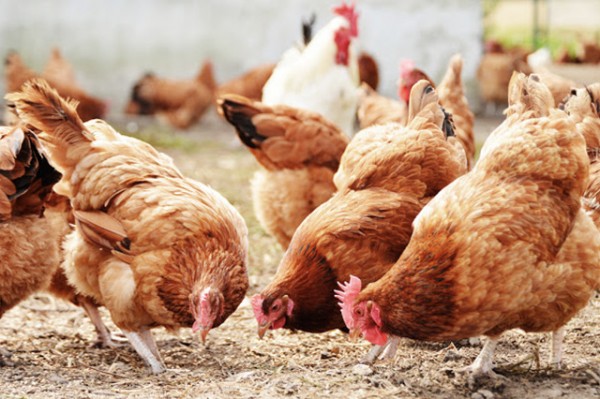 SA farmers play 'chicken' with US tariffs
