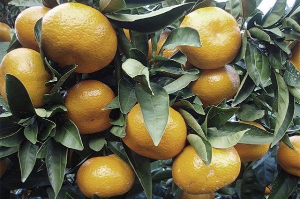 After record season, United States opens new ports to South African citrus exports