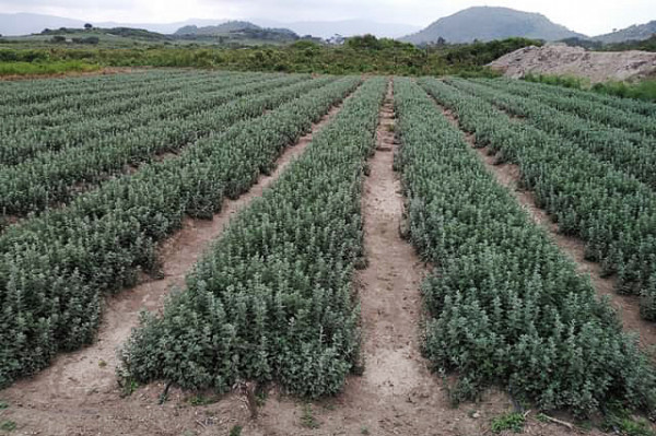 Kenya seeks US market access for fresh oregano, parsley