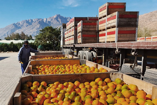 Without AGOA South African citrus loses its edge in the US