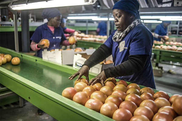 Opinion  |  Why AGOA is vital for South African food exporters