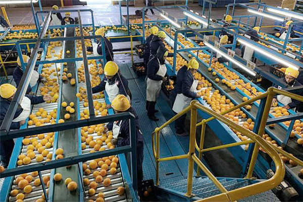 South Africa: $1bn citrus industry highlights importance of inclusion in AGOA