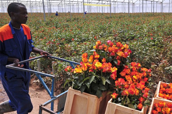 Kenya: Flowers a Growing Sector Amid Recession