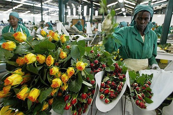 Uganda: First Flower Crop Enters US Market