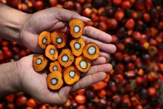 Sierra Leone's preferential market access to key markets for sugar & palm  oil