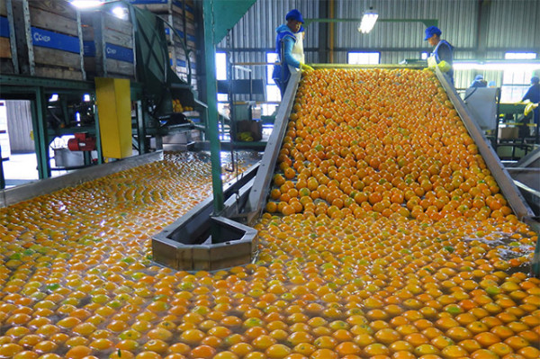 More RSA citrus regions could gain US access