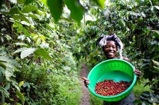Ugandan coffee firm eyes AGOA market