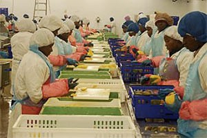 Ghana: 'Blue Skies' fruit exports to hit American market