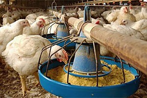 US poultry sector questions African Trade Act extension