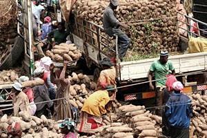US rejects Ghana’s yam in spite of AGOA