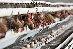 South Africa considering concessions for US chicken