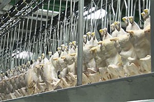 US lawmakers want South Africa to lift import taxes on poultry