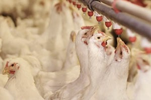 US and South Africa in AGOA chicken trade row