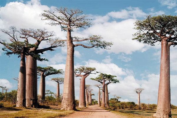 AGOA and Dutch Disease: The case of Madagascar