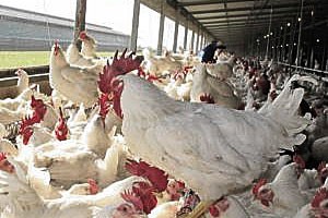 South Africa: Local poultry chief says US asking SA to shrink its economy