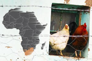 AGOA: South Africa's real chicken and egg problem