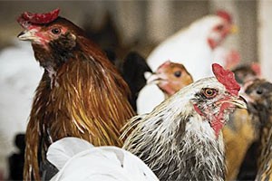 Poultry state senators turn up heat on South Africa