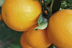 Planning under way for South African summer citrus season