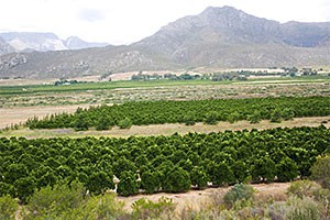 South African citrus set for early US arrival