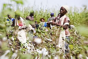 Kenya in fresh bid to revive cotton growing