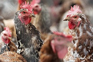 US poultry firms wait for South Africa to admit AGOA-deal exports