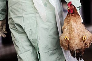 Poultry row: SA misses key deadline