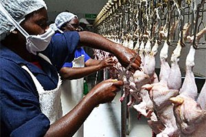 'South Africa should not lower standards for US' - SA poultry