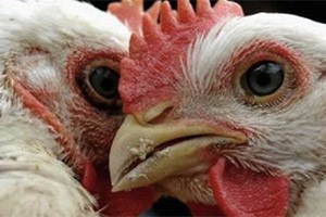 US embassy soothes SA’s brooding over poultry