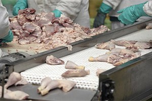 SA poultry association cautiously welcomes first shipment of chicken products from the US