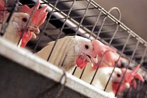 US poultry hits SA, AGOA resolved