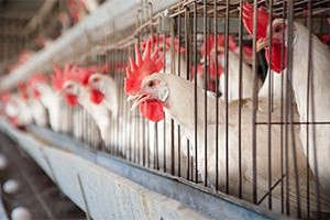 'Poultry crowd rubs salt in own wounds'