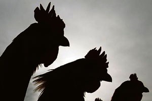 'Imported chicken is slaughtering the local industry', says South African poultry association
